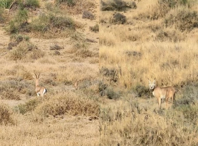 k p wildlife dept accused of bid fraud