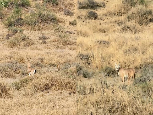rare caracal spotted in cholistan for the first time marking a milestone in wildlife monitoring photo file rare caracal spotted in cholistan for the first time marking a milestone in wildlife monitoring photo file