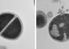 scientists discover new immune system feature with potential for antibiotics scientists discover new immune system feature with potential for antibiotics