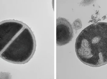 scientists discover new immune system feature with potential for antibiotics scientists discover new immune system feature with potential for antibiotics