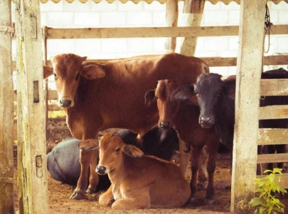 pakistan s first farm animal welfare conference hosted in lahore pakistan s first farm animal welfare conference hosted in lahore