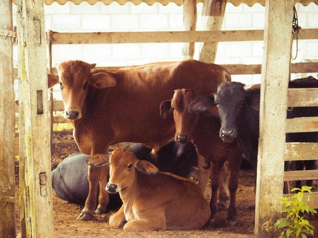 Pakistan’s first Farm Animal Welfare Conference hosted in Lahore