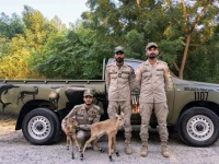lions nilgai calves deer rescued from flooded bahawalnagar lions nilgai calves deer rescued from flooded bahawalnagar