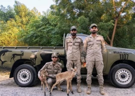 lions nilgai calves deer rescued from flooded bahawalnagar lions nilgai calves deer rescued from flooded bahawalnagar