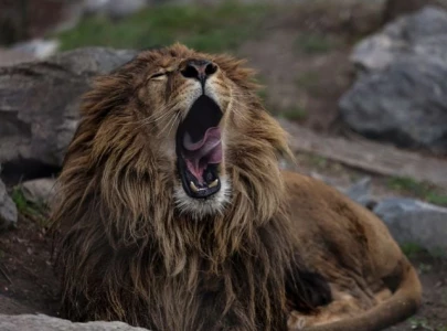 african lion rescued in gujranwala after abuse video circulates on tiktok african lion rescued in gujranwala after abuse video circulates on tiktok