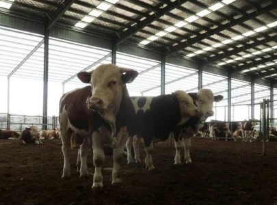 china bans livestock imports from multiple countries due to disease concerns