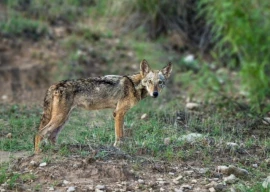 rare indian wolf spotted in salt range rare indian wolf spotted in salt range