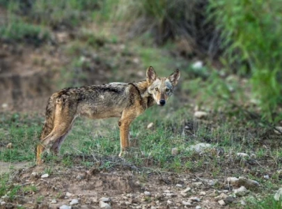 rare indian wolf spotted in salt range rare indian wolf spotted in salt range