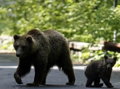 slovakia approves shooting of 350 bears after fatal attack