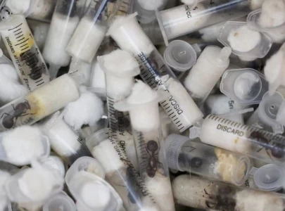 teen tourists admit guilt in kenya s first ant trafficking case