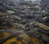 gilgit baltistan trout