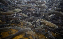 pakistan s prized trout under threat as climate change overfishing take toll pakistan s prized trout under threat as climate change overfishing take toll