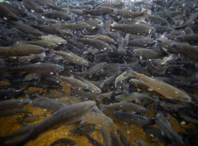 pakistan s prized trout under threat as climate change overfishing take toll