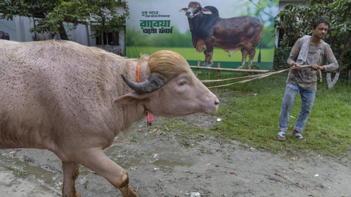 The animal had already been sold to a buyer for sacrifice during Eid-ul-Azha in Bangladesh. PHOTO: ANADOLU
