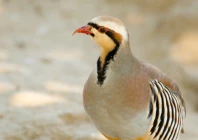 punjab announces partridge hunting season under strict regulations