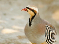 punjab announces partridge hunting season under strict regulations