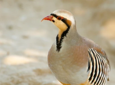 punjab announces partridge hunting season with strict regulations