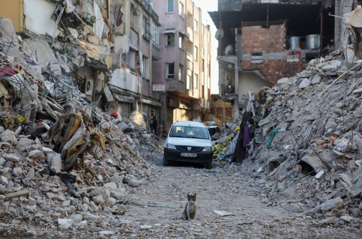 a cat stands on a destroyed street in the aftermath of the deadly earthquake in antakya turkey february 17 2023 reuters nir elias