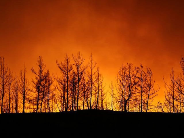 rare animals die in changa manga fire rare animals die in changa manga fire