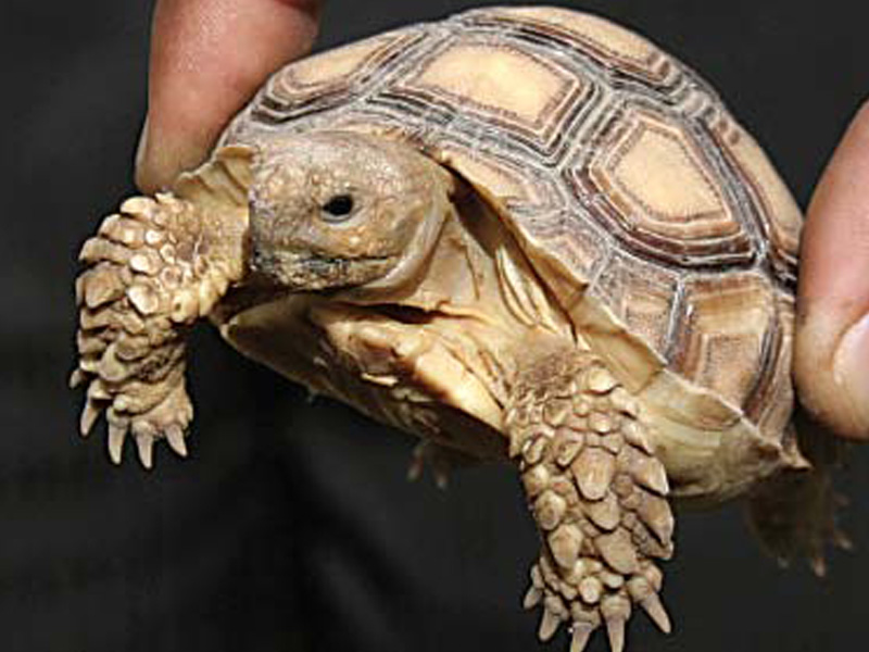 less than 1 000 turtles left on pakistan s shores