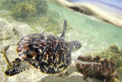 call for action on marine turtle conservation call for action on marine turtle conservation
