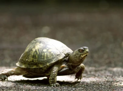 woman faces 10 years in prison for smuggling 29 turtles from us into canada by kayak woman faces 10 years in prison for smuggling 29 turtles from us into canada by kayak