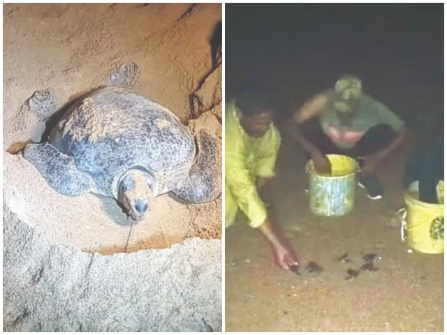 tiny green sea turtle hatchlings make their way to the arabian sea as the 2025 26 breeding season officially begins the wildlife department released 104 baby turtles marking the start of the region s annual coastal miracle photos express