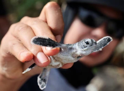 in malaysia warmer temperatures mean fewer male turtles hurting conservation efforts in malaysia warmer temperatures mean fewer male turtles hurting conservation efforts