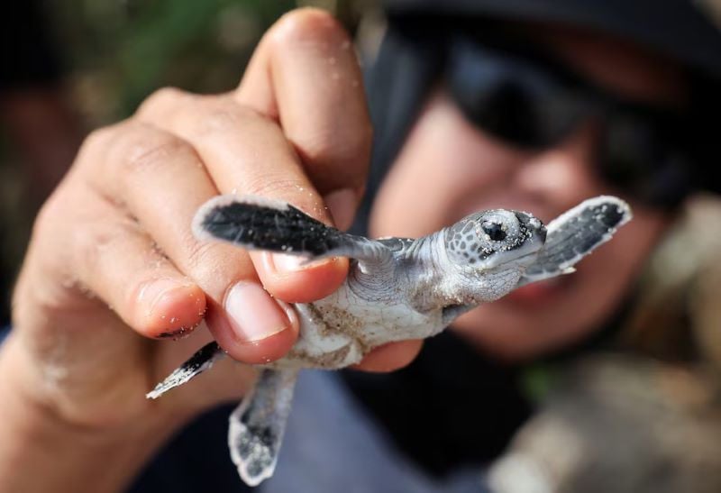 a volunteer shows a hatchling recovered from a nest at redang island malaysia on may 23 2024 photo reuters