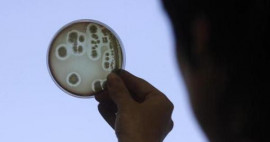 drug resistant typhoid outbreak rings alarm bells