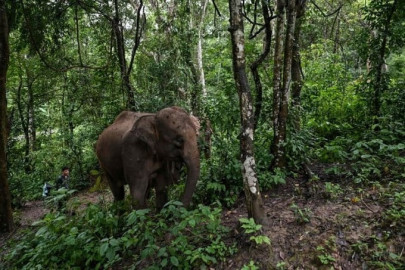 china submits draft biodiversity declaration to united nations