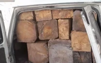 punjab intensifies crackdown on timber mafia to curb smog protect forests punjab intensifies crackdown on timber mafia to curb smog protect forests