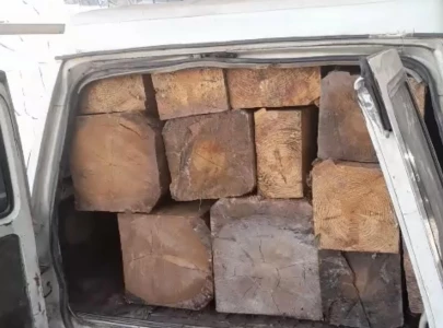 punjab intensifies crackdown on timber mafia to curb smog protect forests punjab intensifies crackdown on timber mafia to curb smog protect forests