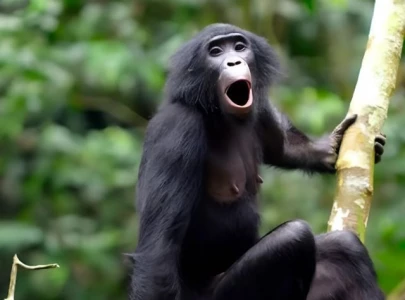 female bonobos band together to fend off males aggression study reveals female bonobos band together to fend off males aggression study reveals