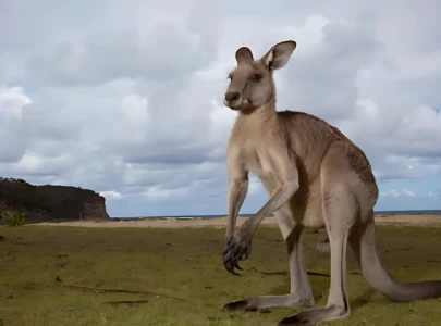 runaway kangaroo causes shut down of alabama interstate causes traffic chaos runaway kangaroo causes shut down of alabama interstate causes traffic chaos