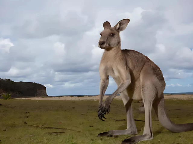 runaway kangaroo causes shut down of alabama interstate causes traffic chaos runaway kangaroo causes shut down of alabama interstate causes traffic chaos