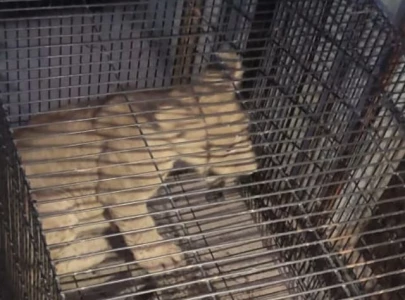 white tiger african lion cub seized in faisalabad crackdown white tiger african lion cub seized in faisalabad crackdown