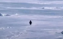 why the nihilist penguin meme is going viral in 2026