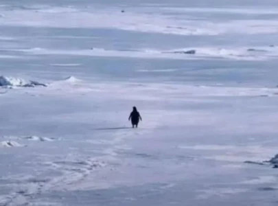 why the nihilist penguin meme is going viral in 2026 why the nihilist penguin meme is going viral in 2026