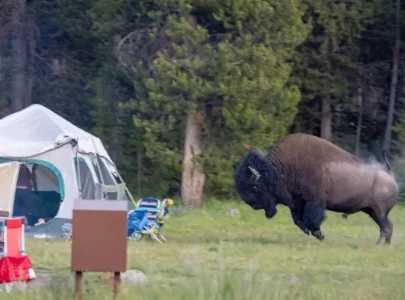 caught on camera 2 000 pound yellowstone bison hurls tourist into the air caught on camera 2 000 pound yellowstone bison hurls tourist into the air