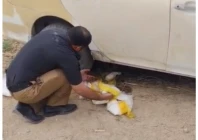 excise department seizes 20kg of ice in di khan raid suspect held excise department seizes 20kg of ice in di khan raid suspect held