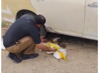 excise department seizes 20kg of ice in di khan raid suspect held excise department seizes 20kg of ice in di khan raid suspect held