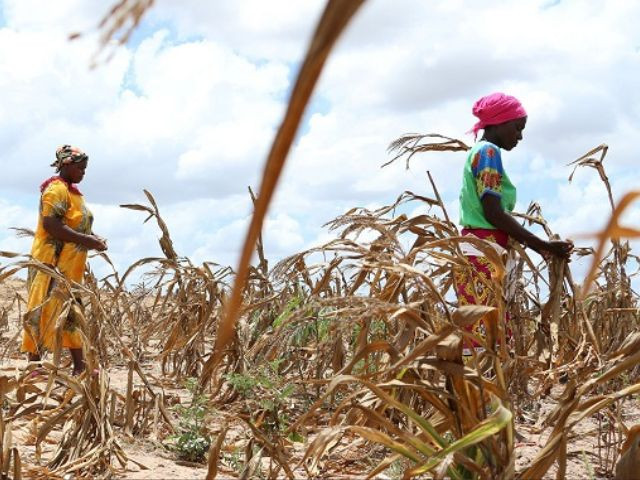 Women walk through a drought-stricken maize field in Uganda, as climate change exacerbates food insecurity and threatens livelihoods in vulnerable regions.