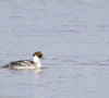 smew duck sighted in head marala sialkot photo express
