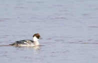 smew duck sighted in head marala sialkot photo express
