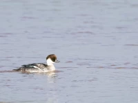 smew duck sighted in head marala sialkot photo express