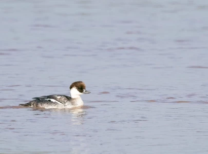 smew duck spotted for first time at head marala in sialkot smew duck spotted for first time at head marala in sialkot