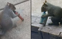 viral vaping squirrels spark alarm as animal groups warn of hidden dangers