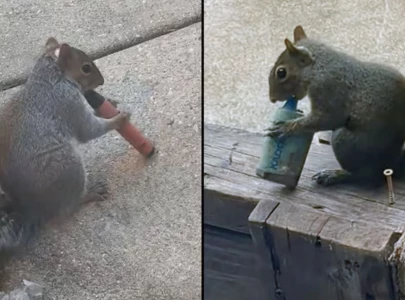 viral vaping squirrels spark alarm as animal groups warn of hidden dangers