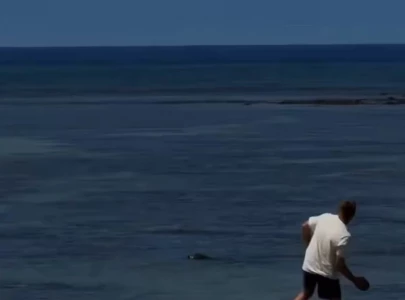 outrage erupts after tourist allegedly throws rock at hawaiian monk seal